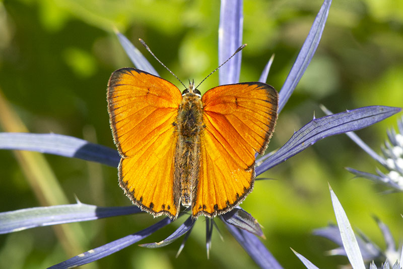 Lycaena virgaureae m e f